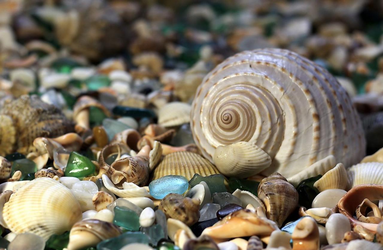 グラスビーチのガラスの破片に囲まれた貝殻。