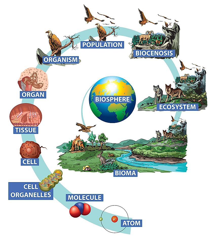 生物学的組織の階層図