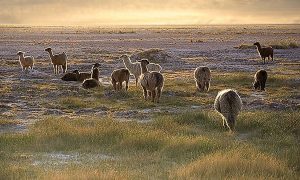 640px-lamas-in-the-sunset-san-pedro-de-atacama-chile-luca-galuzzi-2006.jpg