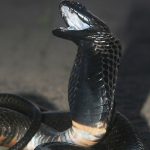 black-necked-spitting-cobra.jpg