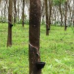 rubber-trees-in-kerala-india.jpg