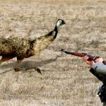 Emu-war-featured-image-military-man-shooting-emu.jpg