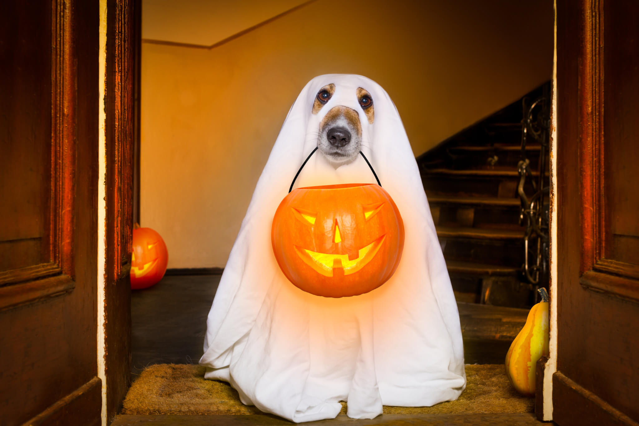 犬のハロウィンコスチュームベスト：専門家が最も推奨する犬の変装トップ5