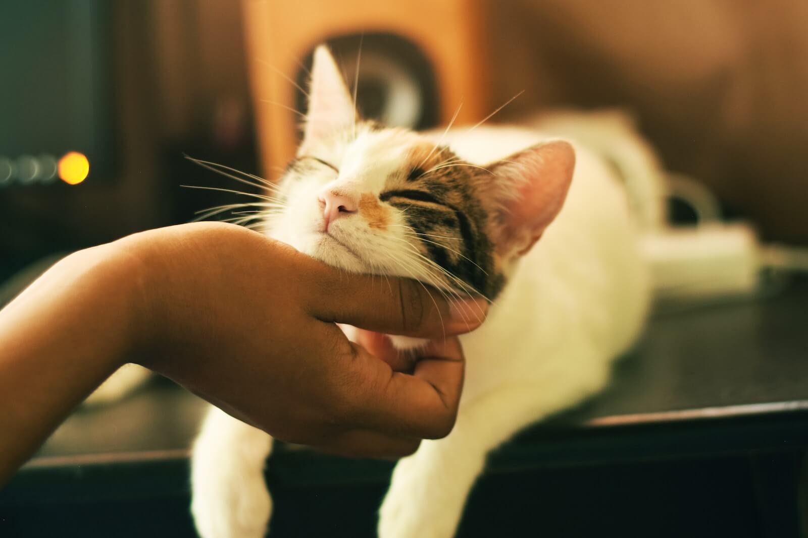 電気発見！猫を撫でると静電気ショックが起こる理由を科学者が明らかに
