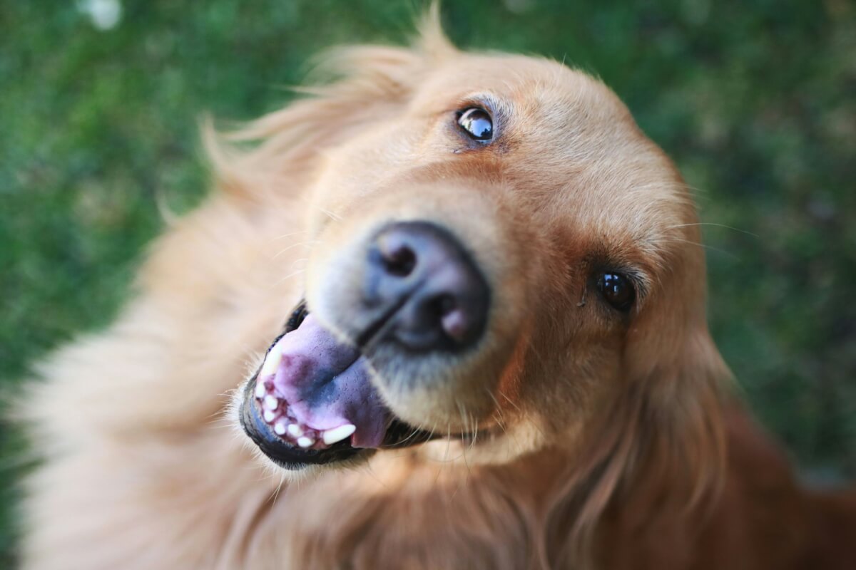 致死性のガンに罹患した犬が、科学者による人間の希少疾患の暗号解読に貢献