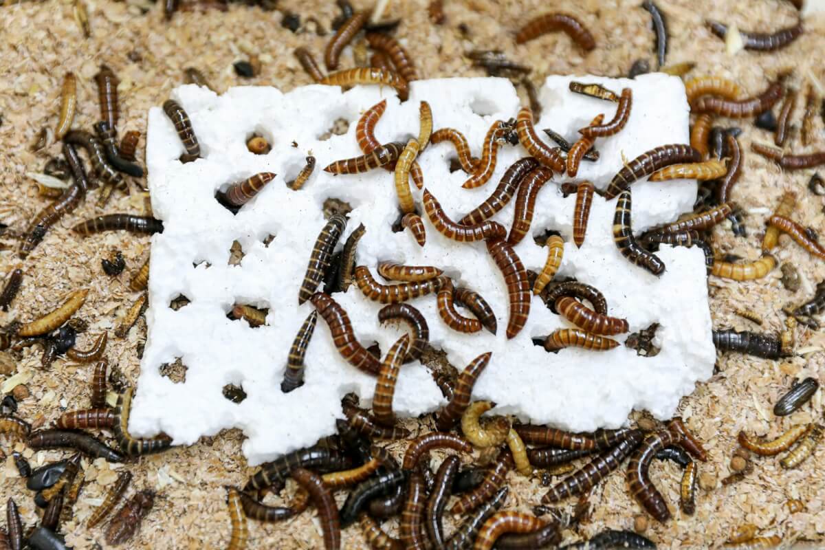 ケニアでプラスチックを食べる昆虫を発見