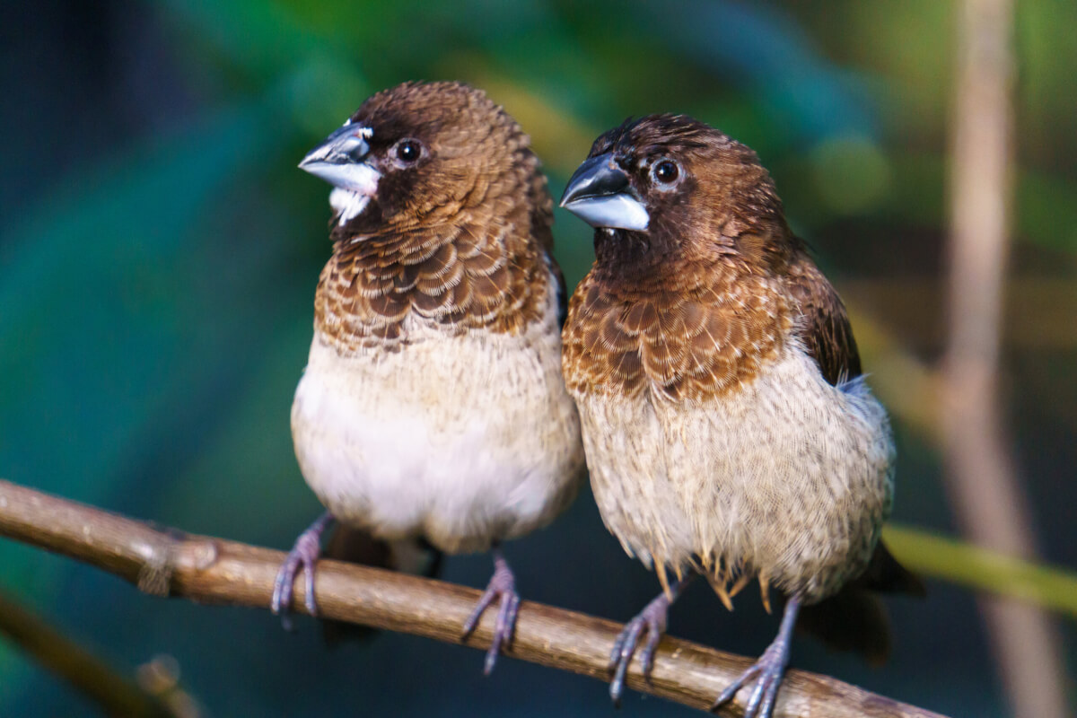なぜ鳥は自分自身が歌うのを聞く必要があり、それが私たちに人間の言語について教えているのか