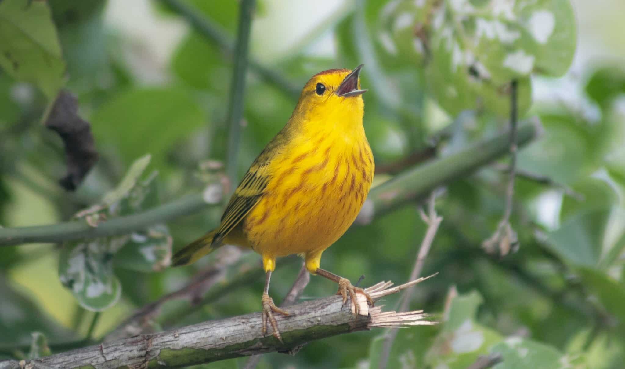 ロードレイジ：忙しい通りが怒っている鳥を生み出す方法