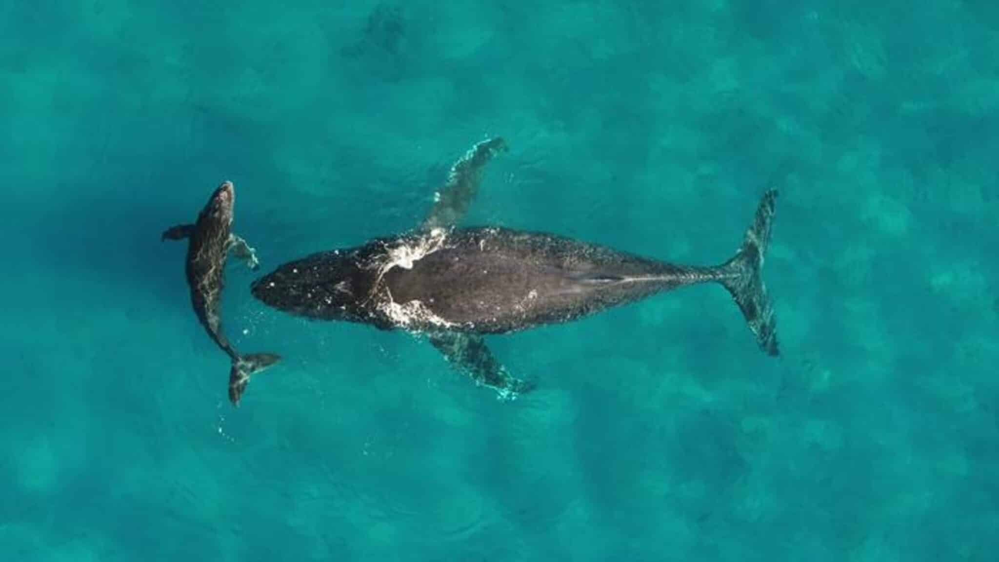 クジラはおしっこ、胎盤、死体で海洋生態系を燃料とする方法
