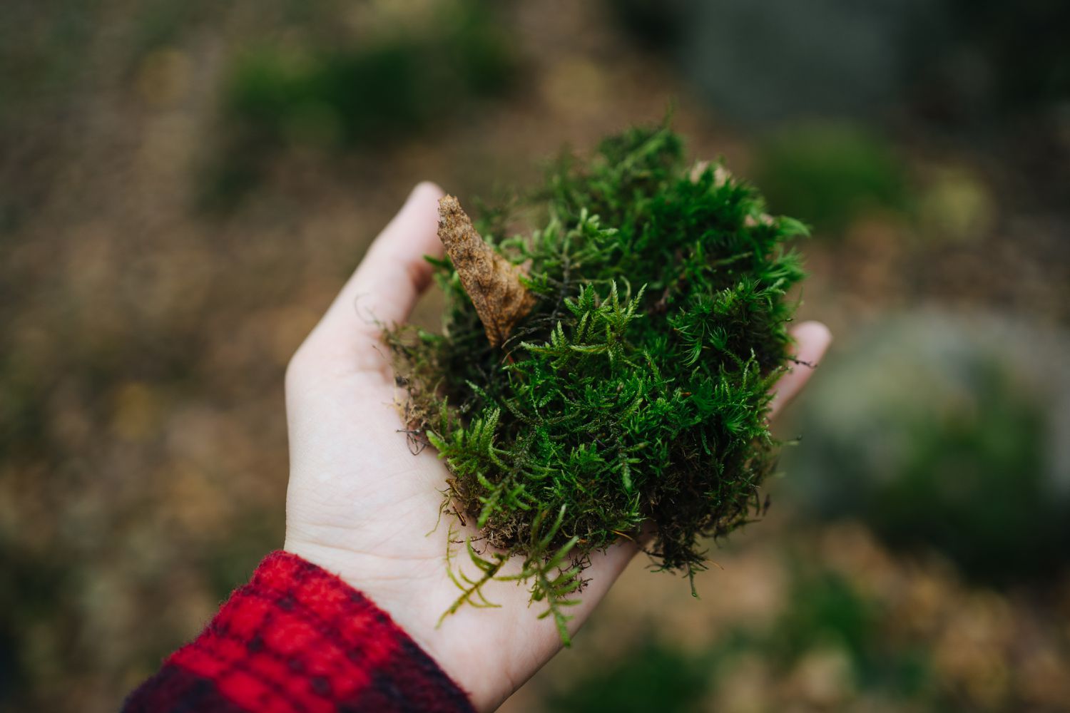 植物と微生物は私たちが引き起こす汚れをどのように浄化できるか