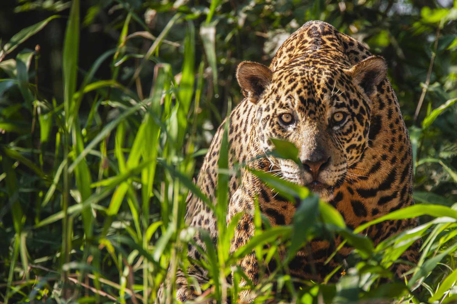 ジャガーに関する 12 の恐るべき事実