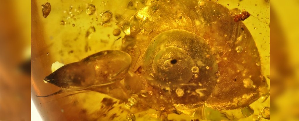 9,900万年前のカタツムリが琥珀の中で発見され、驚くほど保存されていた