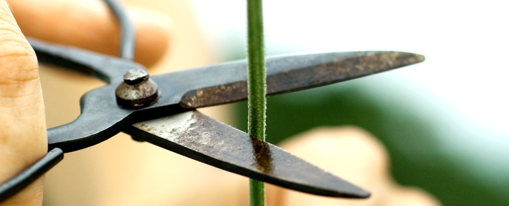 植物は本当に「叫び」ます。私たちは今までそれらを聞いたことがないだけです。