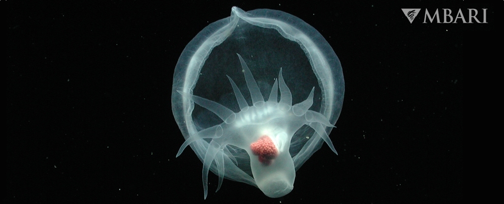 深海の幽霊のような生き物はこれまで見たことのないものです