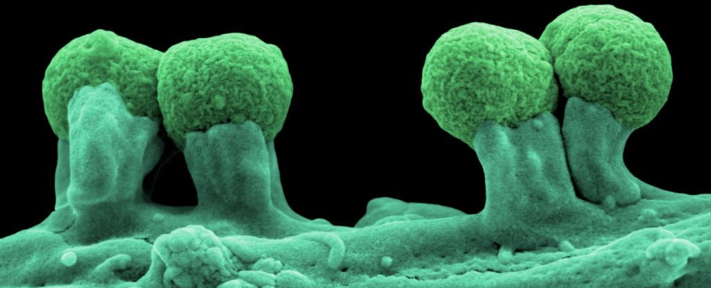 史上初の6文字の遺伝暗号を使用して新しい生物が形成された