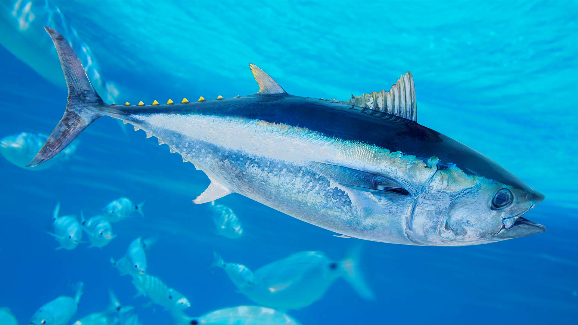 海に害を与えることなく、世界の水産物の需要を満たす方法