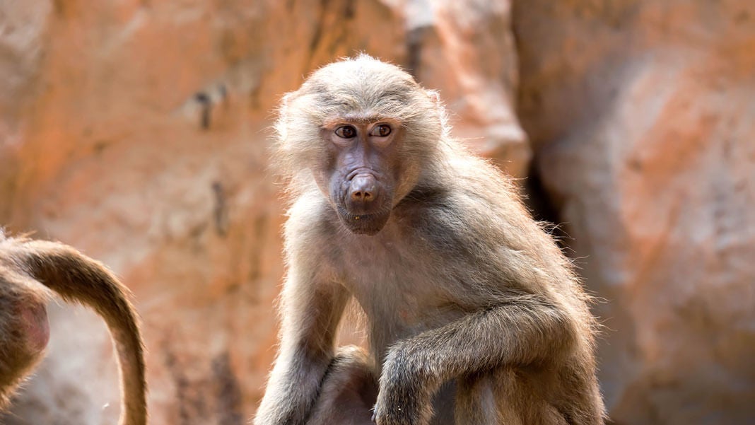 えっ、何？中国で初のヒトとサルのハイブリッド胚が誕生