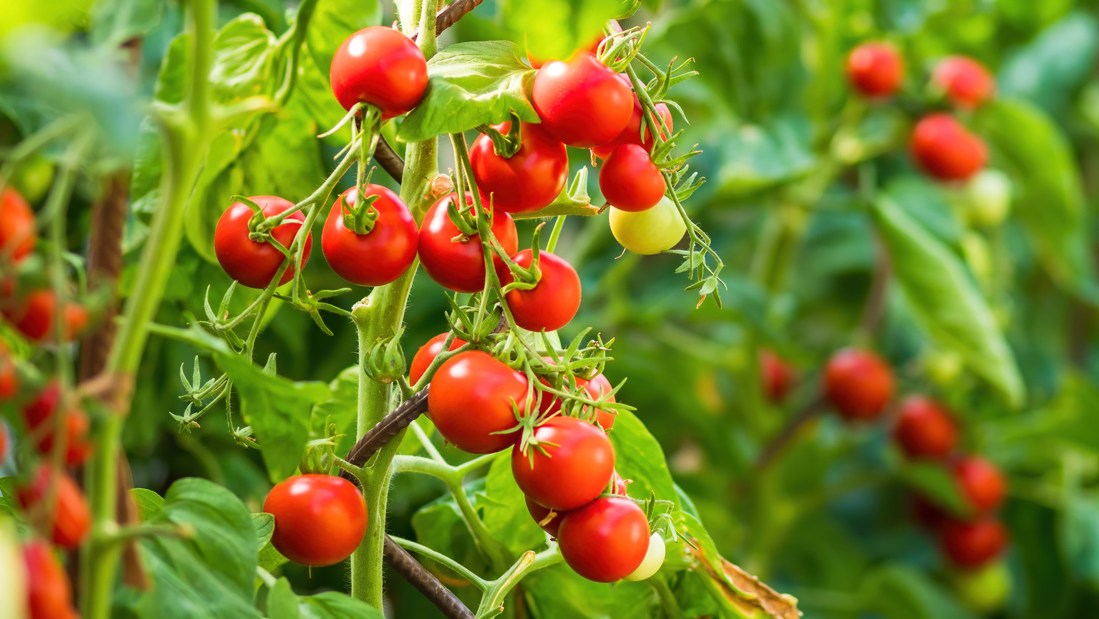 トマトの隣に植えてはいけない人気の野菜
