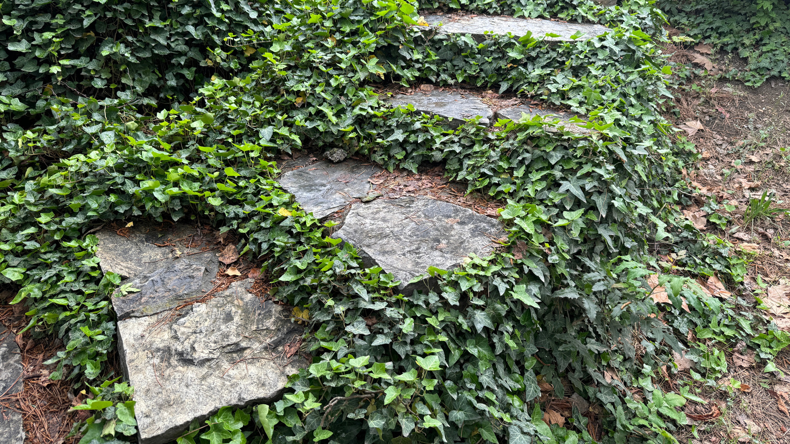 イングリッシュアイビーの植え付けを再検討すべき理由と代わりに何を植えるべきか
